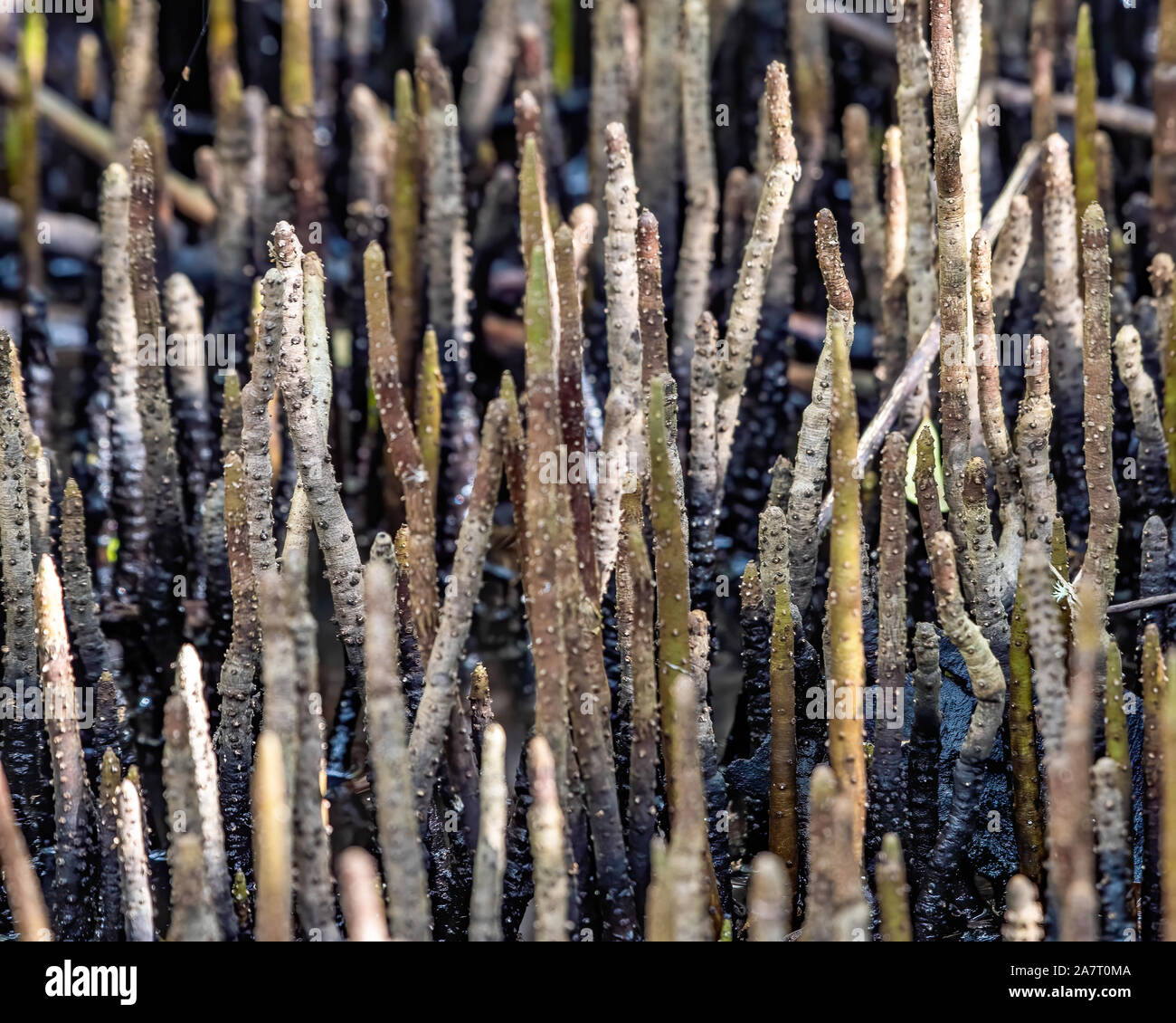 Mangrovenwurzeln - Finger wie Wurzeln nach oben aus dem Wasser Stockfoto