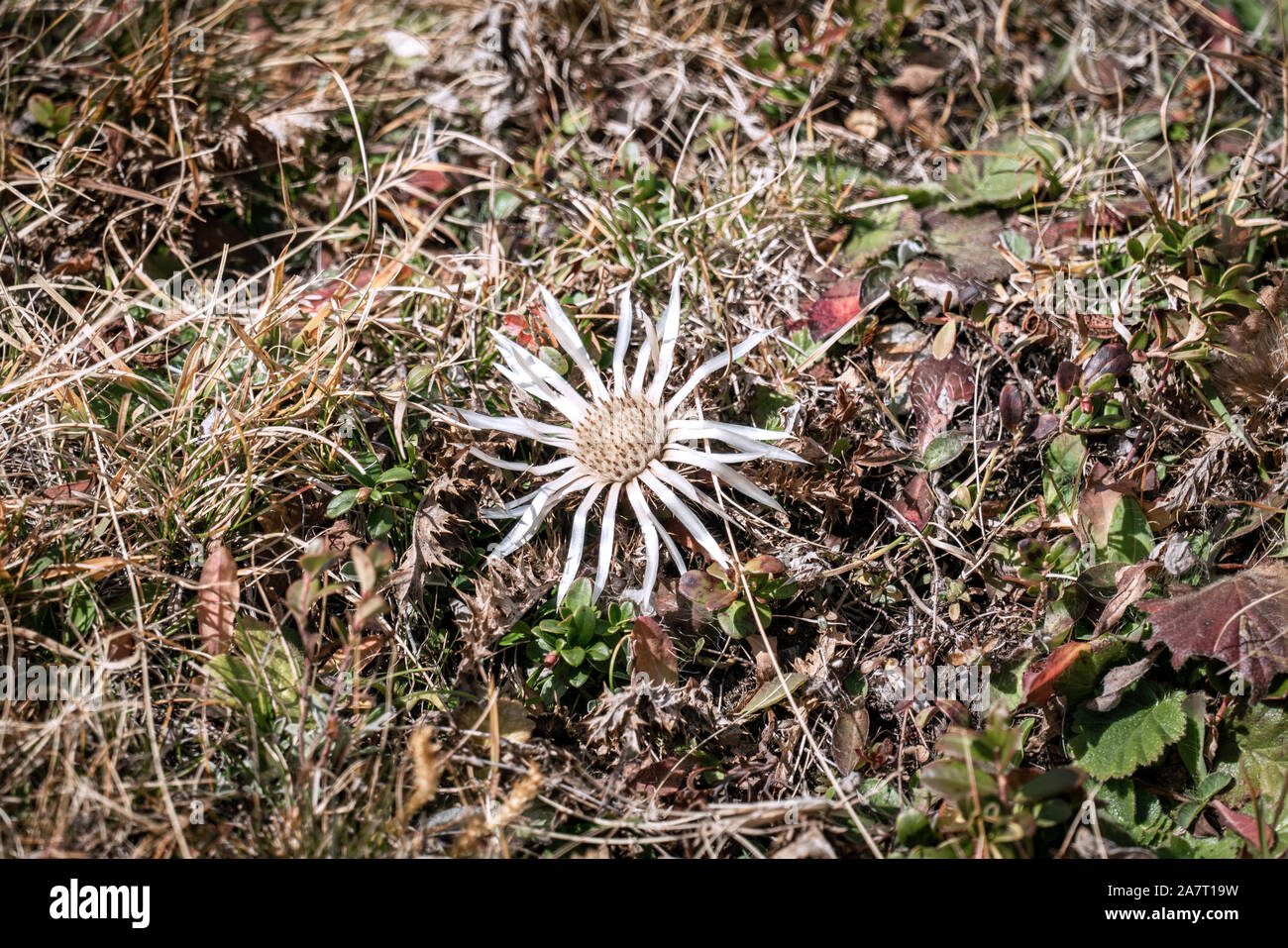 Detaillierte Nahaufnahme von einem einzigen weißen Carline Disteln (Carlina acaulis) blühen in den italienischen Alpen im Herbst Stockfoto