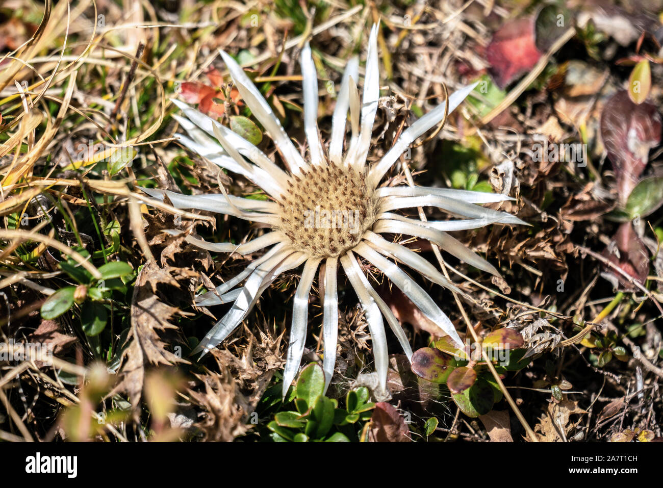 Detaillierte Nahaufnahme von einem einzigen weißen Carline Disteln (Carlina acaulis) blühen in den italienischen Alpen im Herbst Stockfoto