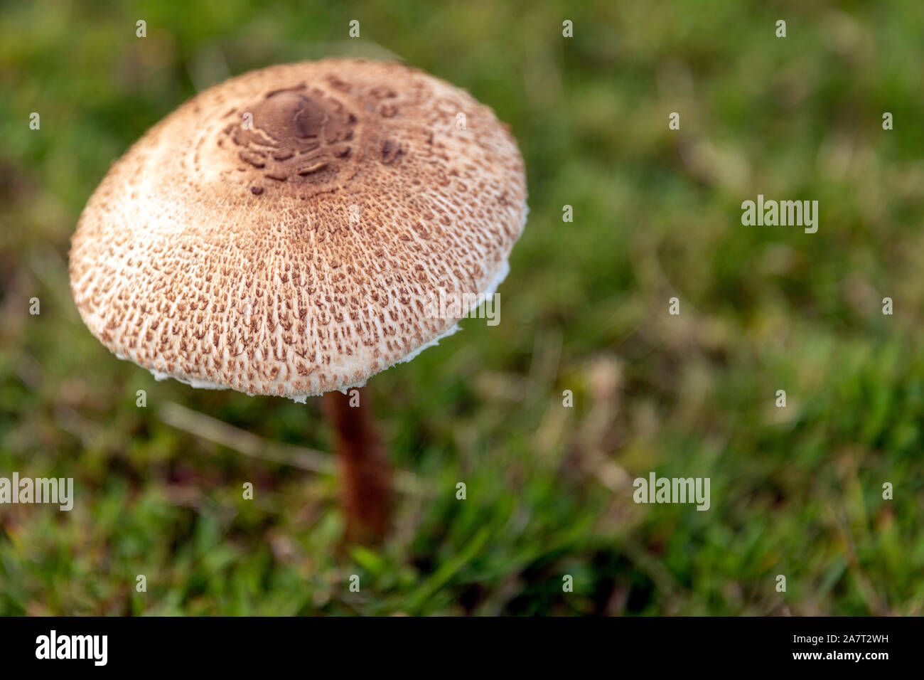 Pilz Stockfoto