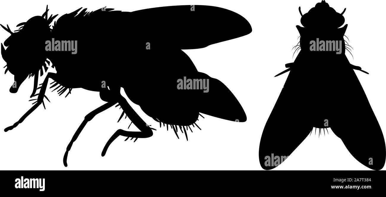 Stubenfliege schwarz Vektor Silhouette Stock Vektor