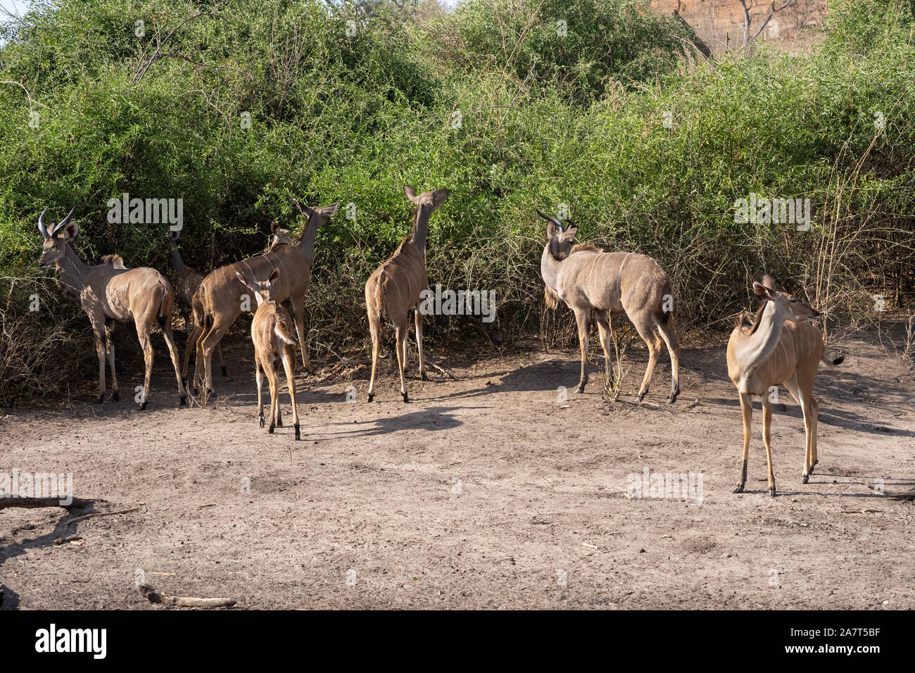 Mehr Kudu (Tragelaphus strepsiceros) קודו גמלוני Stockfoto