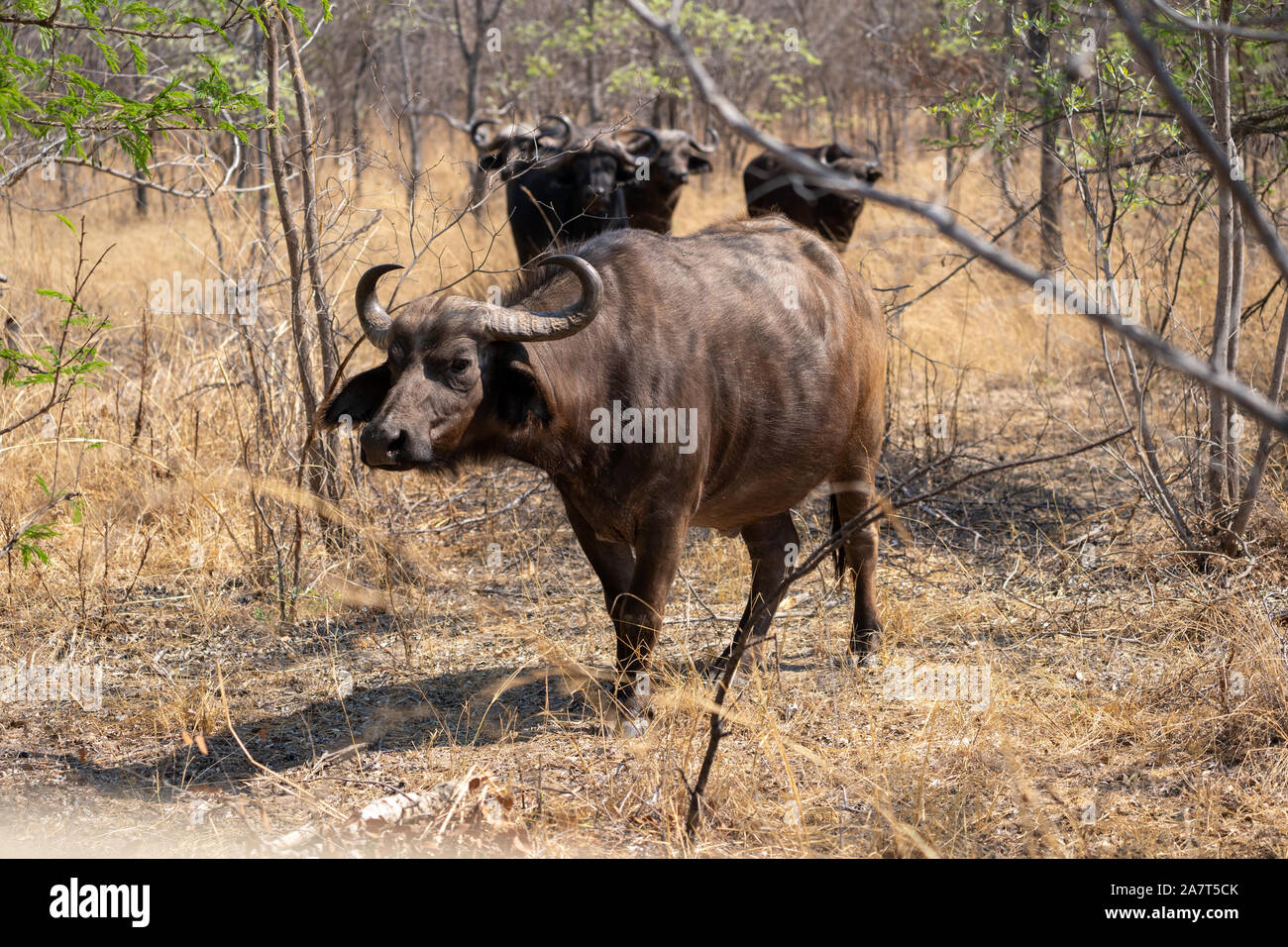 Afrikanischer Büffel oder Kaffernbüffel (Syncerus Caffer) Stockfoto