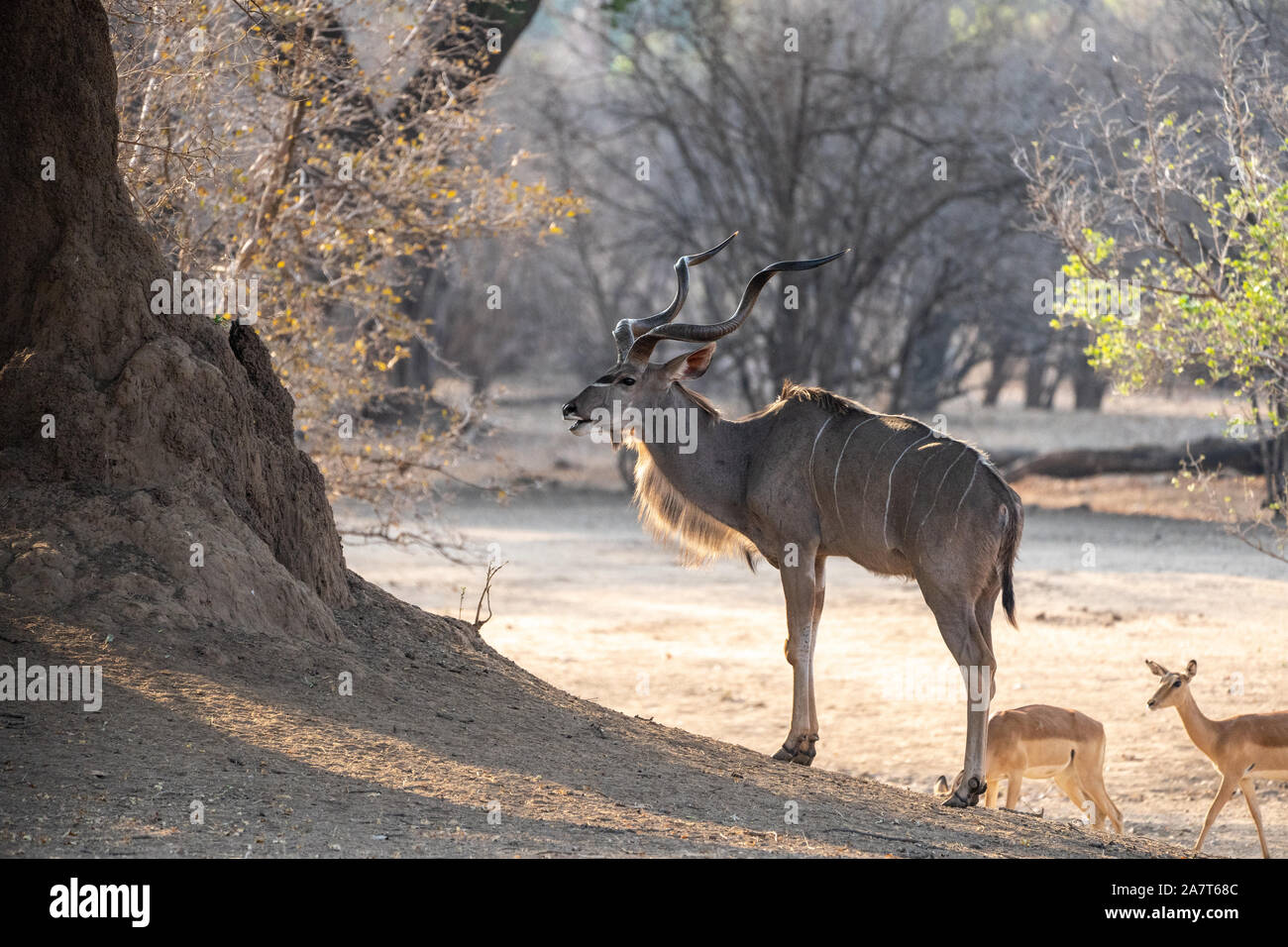 Mehr Kudu (Tragelaphus strepsiceros) קודו גמלוני Stockfoto