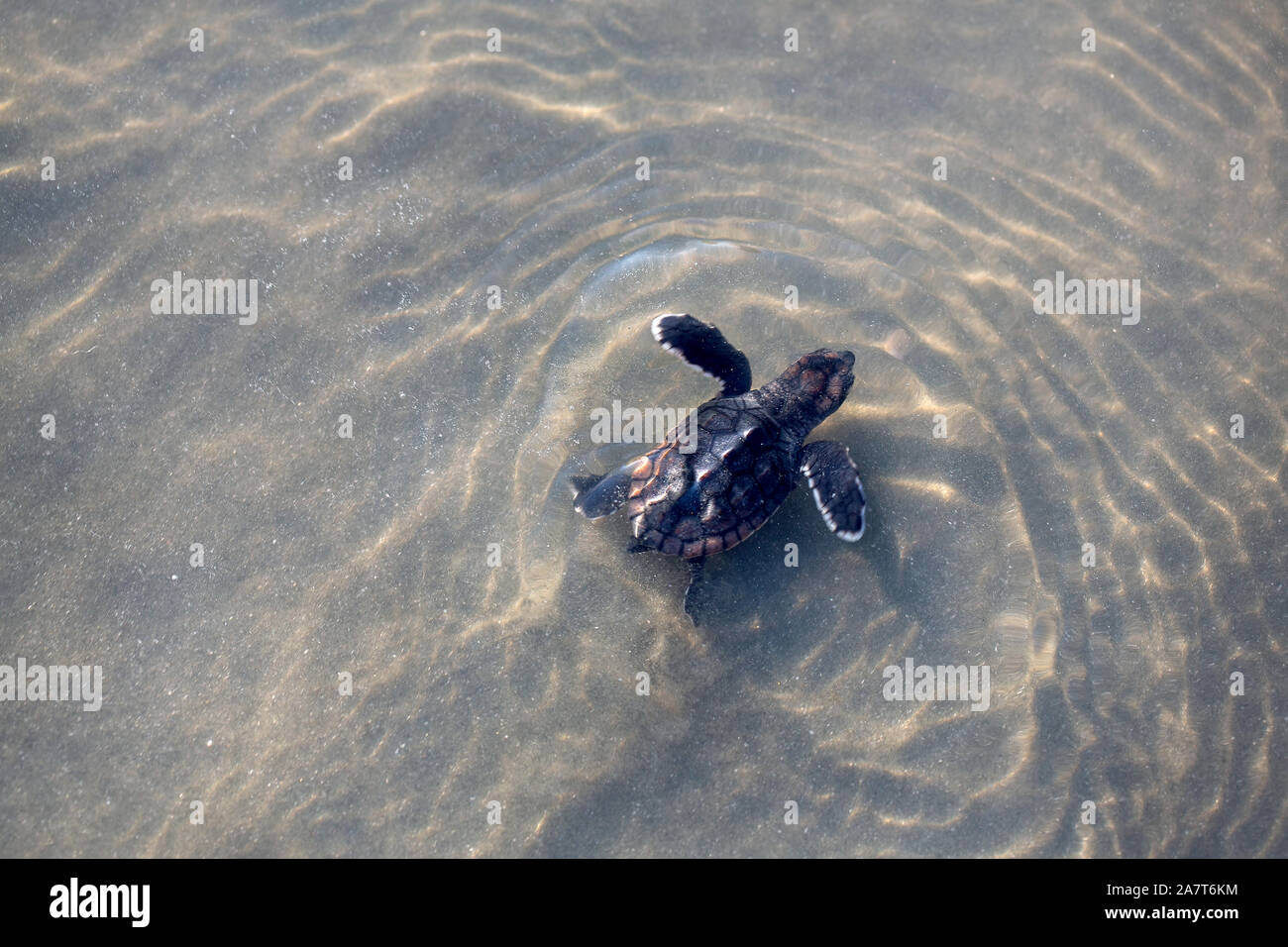 Sea Turtle, der seinen Weg zum Meer nach dem Kochen aus dem Nest auf der Insel der Palmen, S.C. Stockfoto