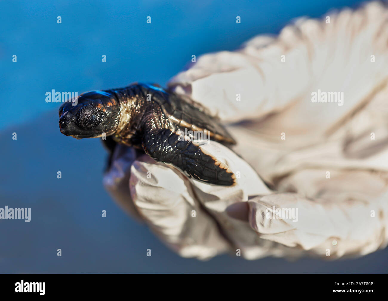 Sea Turtle, der seinen Weg zum Meer nach dem Kochen aus dem Nest auf der Insel der Palmen, S.C. Stockfoto