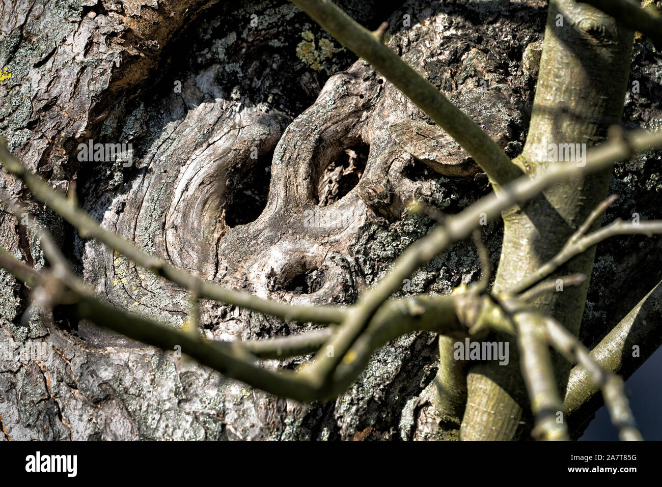 Baum Gesicht, sieht aus wie ein Tier, Urwald Urwald Sababurg, Hofgeismar, Weserbergland, Nordrhein-Westfalen, Hessen, Deutschland Stockfoto