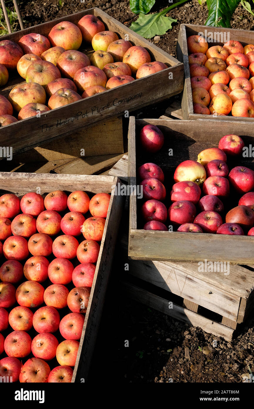 Auswahl der rote Äpfel in der holztabletts, Kent, England Stockfoto