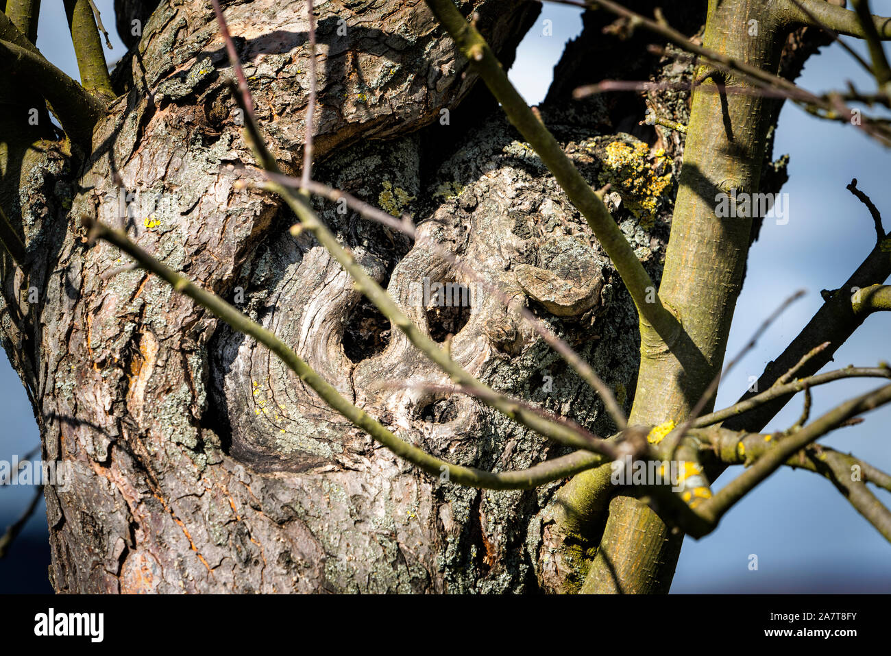 Baum Gesicht, sieht aus wie ein Tier, Urwald Urwald Sababurg, Hofgeismar, Weserbergland, Nordrhein-Westfalen, Hessen, Deutschland Stockfoto