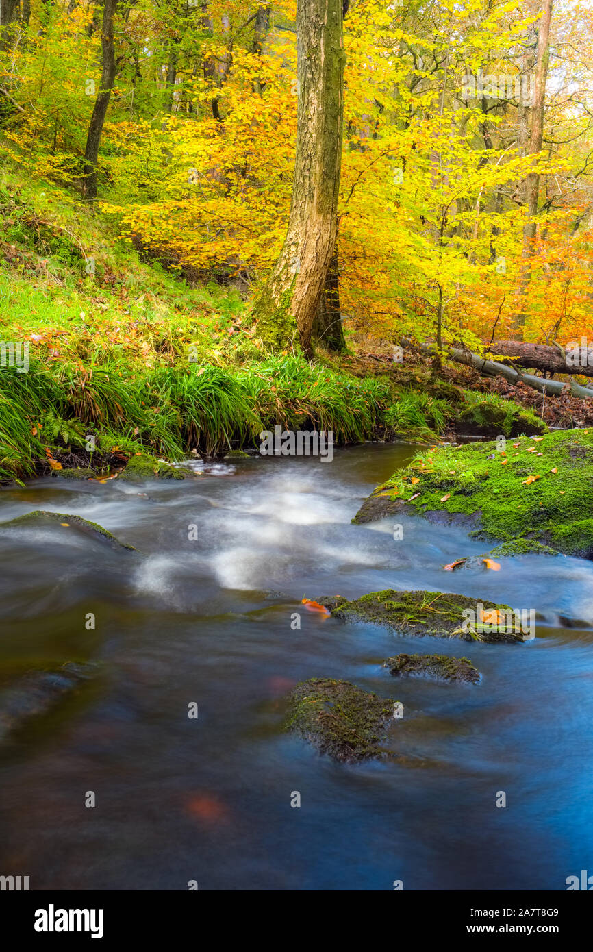 Fluss durch Herbst Wald läuft mit Gradbach, Peak District National Park Stockfoto