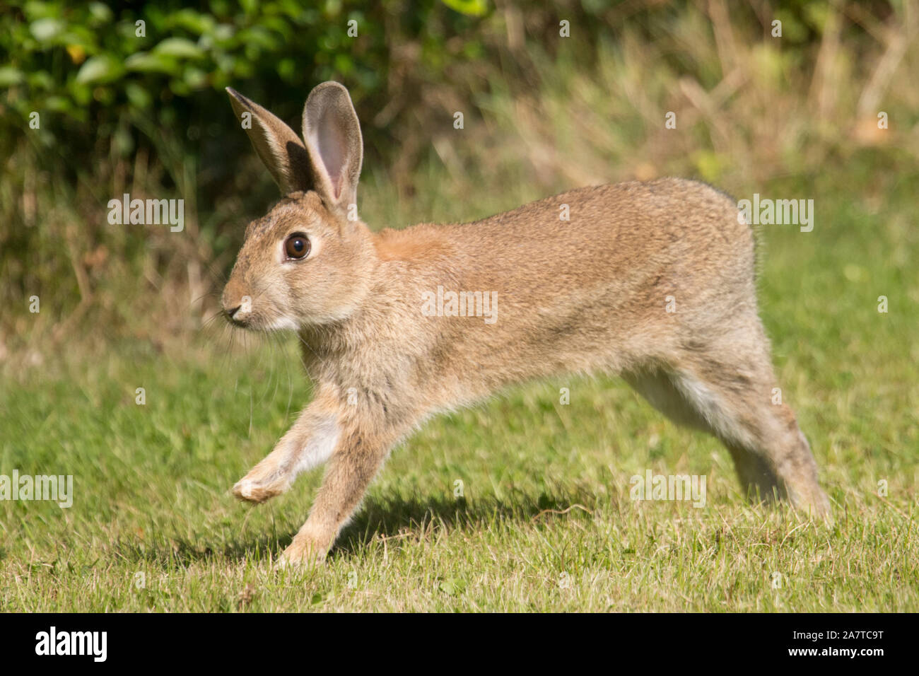 Europäische Kaninchen, Oryctolagus cuniculus, wilde Kaninchen über Gras von Hedgefonds in das Feld Kante laufen, Sussex, UK Stockfoto