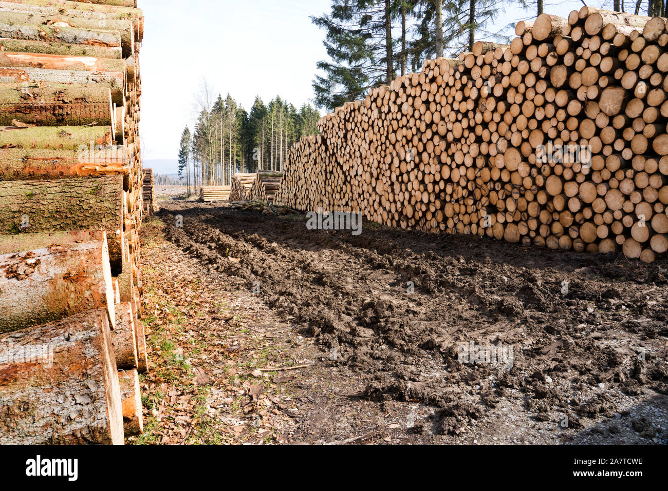 Woodpiles nach Sturmschäden nach dem Zyklon Friederike, 2018, Weserbergland, Hessen, Deutschland, Europa Stockfoto