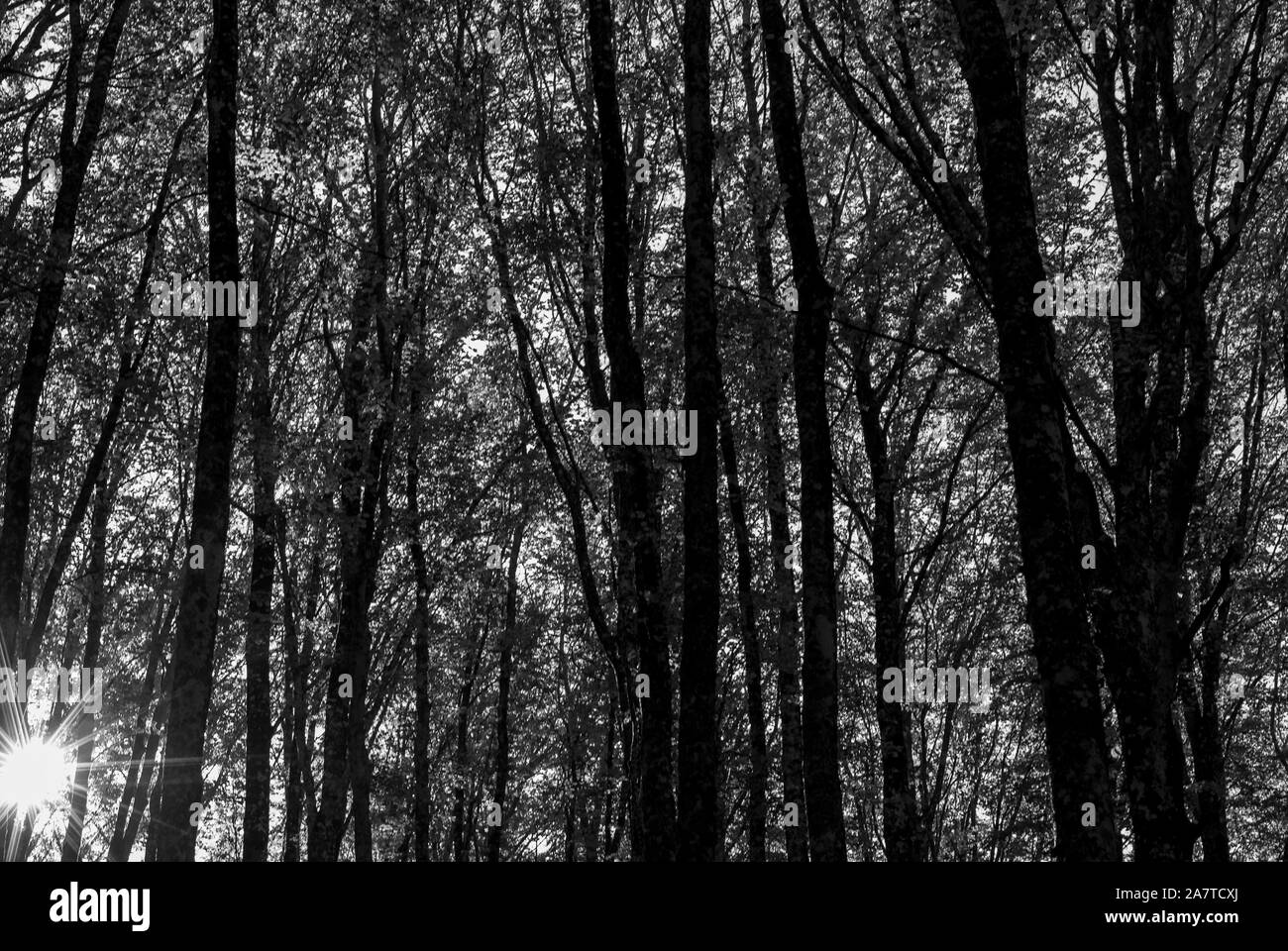 Foto von einem Buchenwald, in Schwarz und Weiß, mit einer Amtsleitung Silhouette Stockfoto