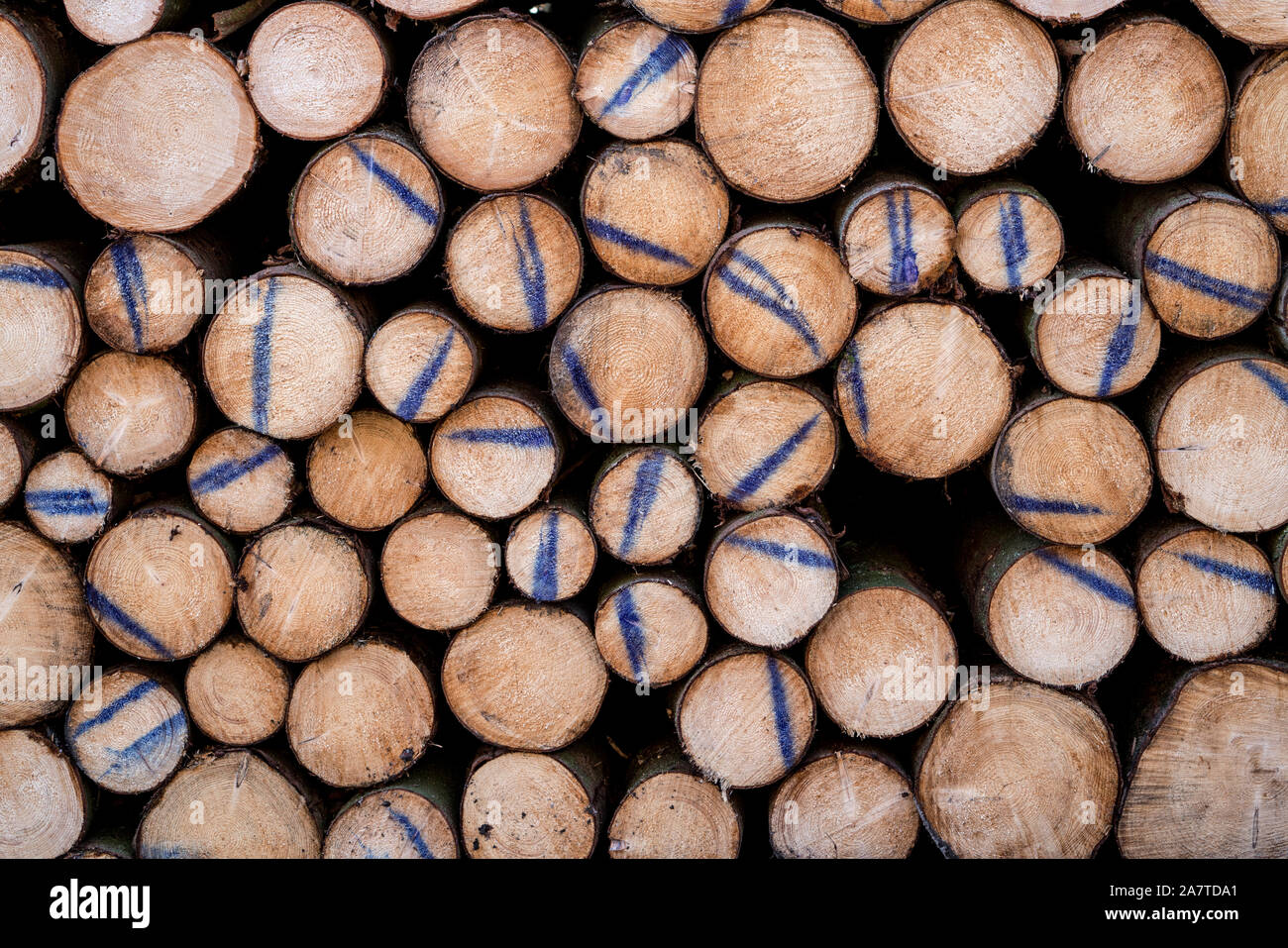 Woodpiles nach Sturmschäden nach dem Zyklon Friederike, 2018, Weserbergland, Hessen, Deutschland, Europa Stockfoto