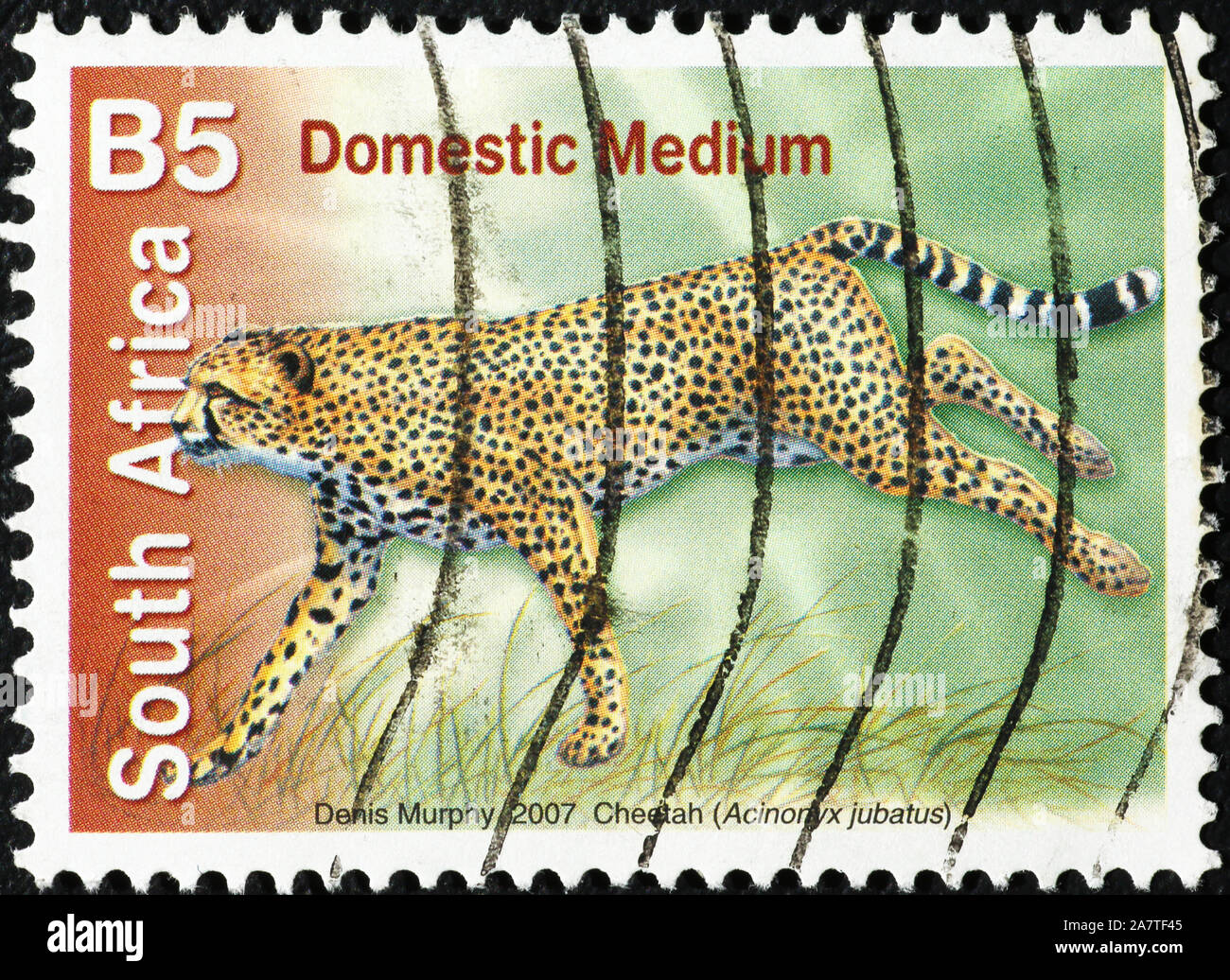 Laufenden Geparden auf Südafrikanischen Briefmarke Stockfoto