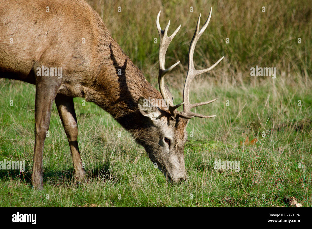 Ein Hirsch im Richmond Park, Großbritannien Stockfoto
