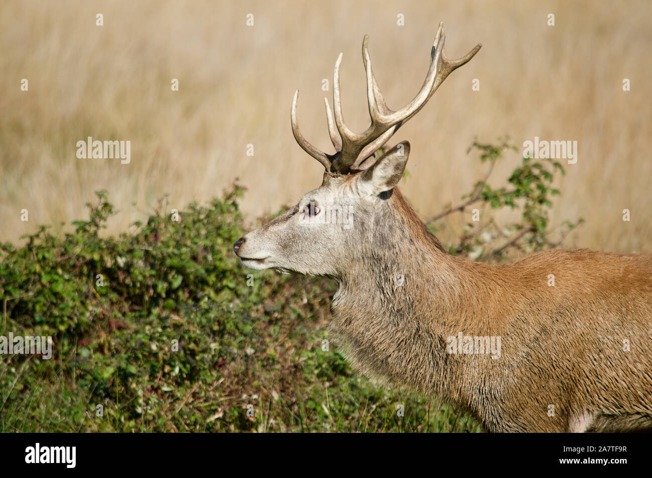 Ein Hirsch im Richmond Park, Großbritannien Stockfoto