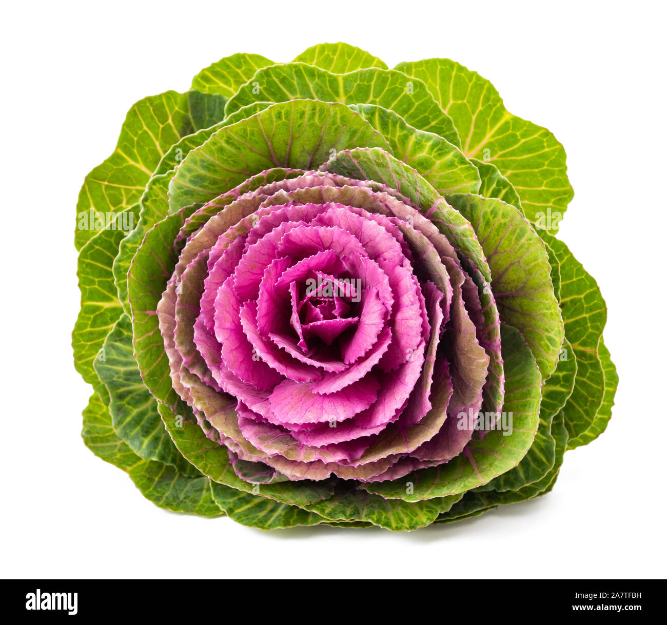 Zierpflanzen kale auf weißem Hintergrund Stockfoto