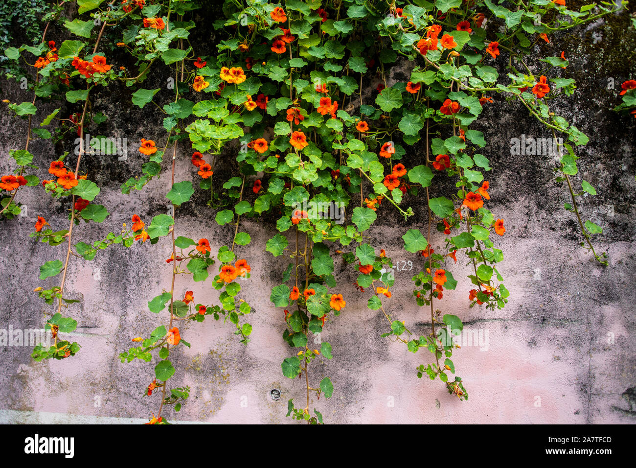 Orange blühten die Pflanzen auf eine schmutzige Wand Stockfoto