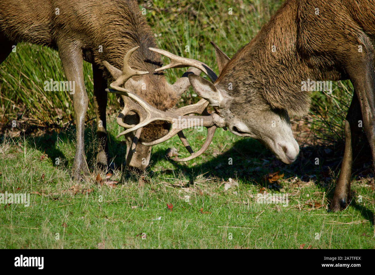 Hirsche Hirschbrunft im Richmond Park, Großbritannien Stockfoto