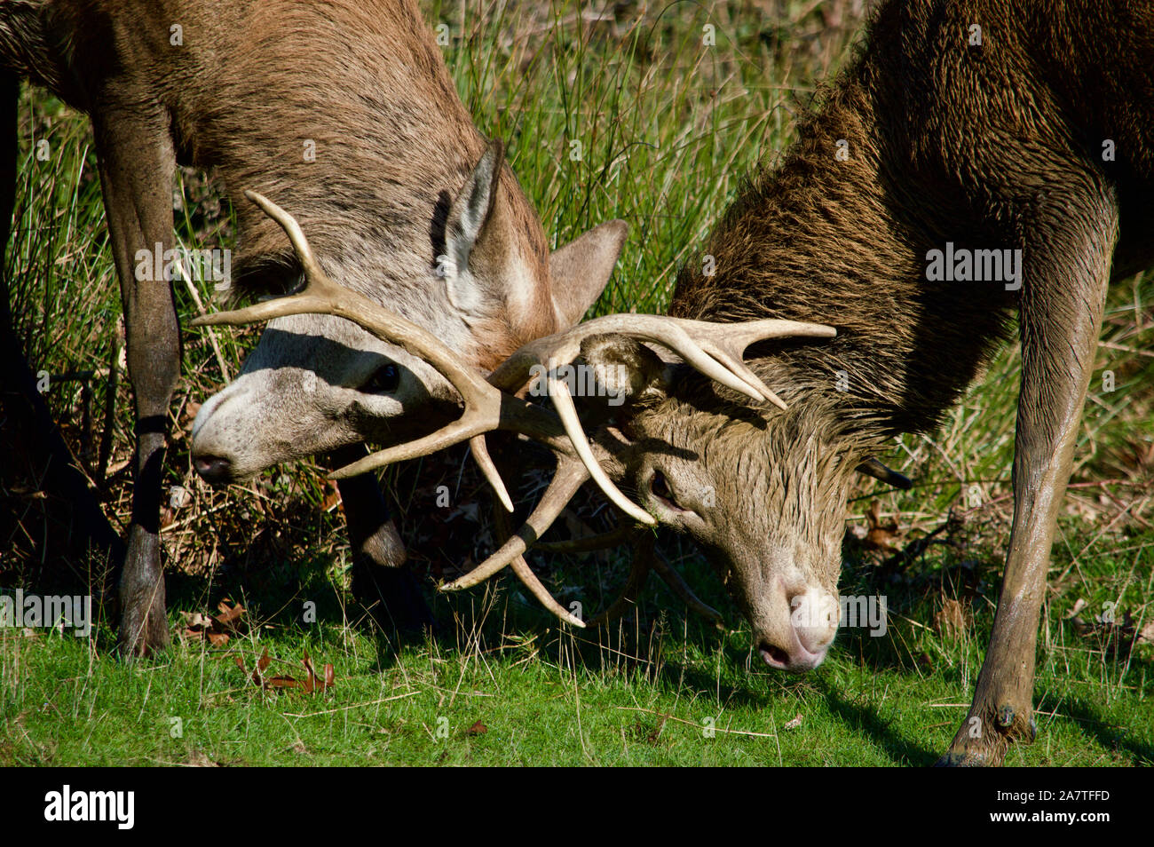 Hirsche Hirschbrunft im Richmond Park, Großbritannien Stockfoto