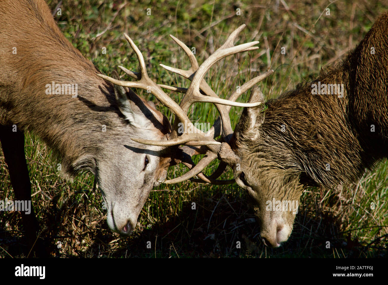 Hirsche Hirschbrunft im Richmond Park, Großbritannien Stockfoto