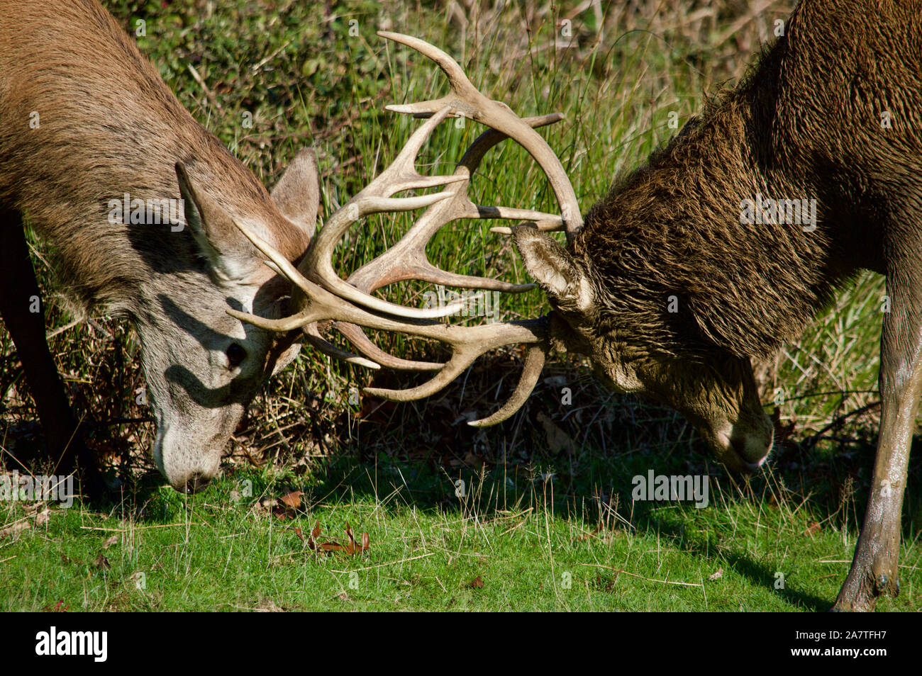 Hirsche Hirschbrunft im Richmond Park, Großbritannien Stockfoto