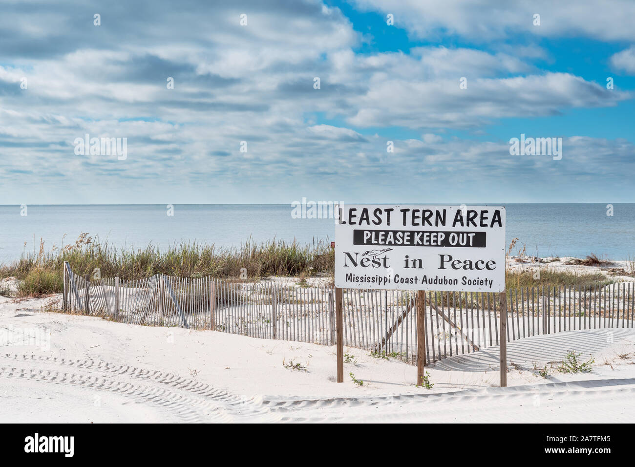 Mindestens tern Nistplatz, sternula antillarum, Mississippi Gulf Coast, USA Stockfoto