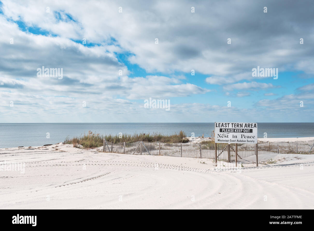 Mindestens tern Nistplatz, sternula antillarum, Mississippi Gulf Coast, USA Stockfoto