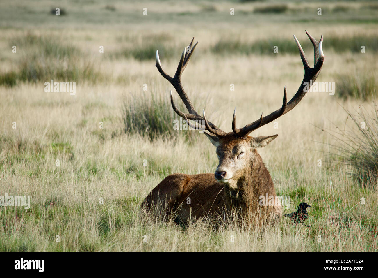 Ein Hirsch im Richmond Park, Großbritannien Stockfoto