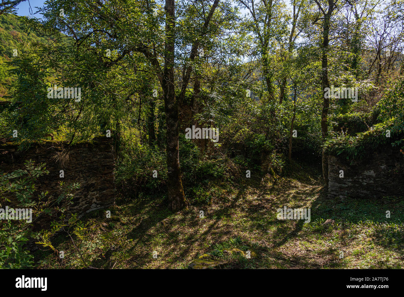 Las Planques, einem verlassenen und bewachsene mittelalterliches Dorf in der Nähe von Tanus und Albi, in Royal, im Süden von Frankreich. Stockfoto