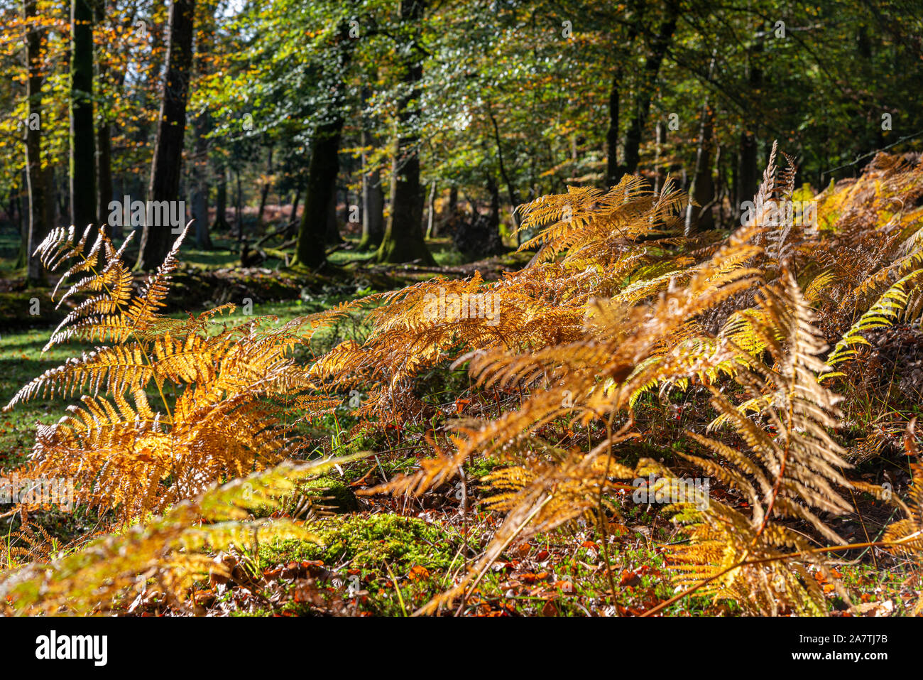 Herbstliche Szene an einem sonnigen Tag im New Forest National Park, Hampshire, England, Großbritannien Stockfoto