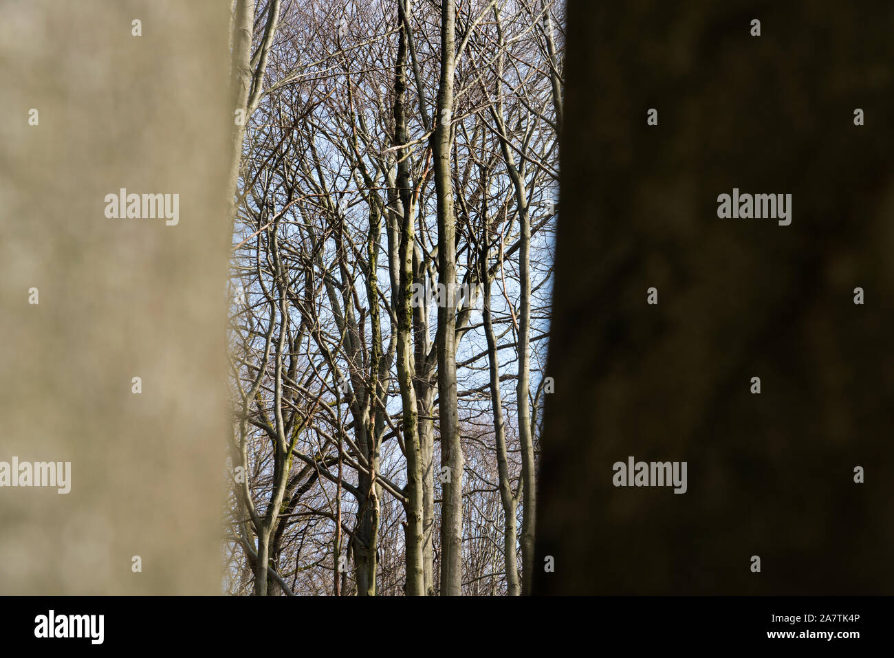 Details, Urwald Urwald Sababurg, Hofgeismar, Weserbergland, Nordrhein-Westfalen, Hessen, Deutschland Stockfoto