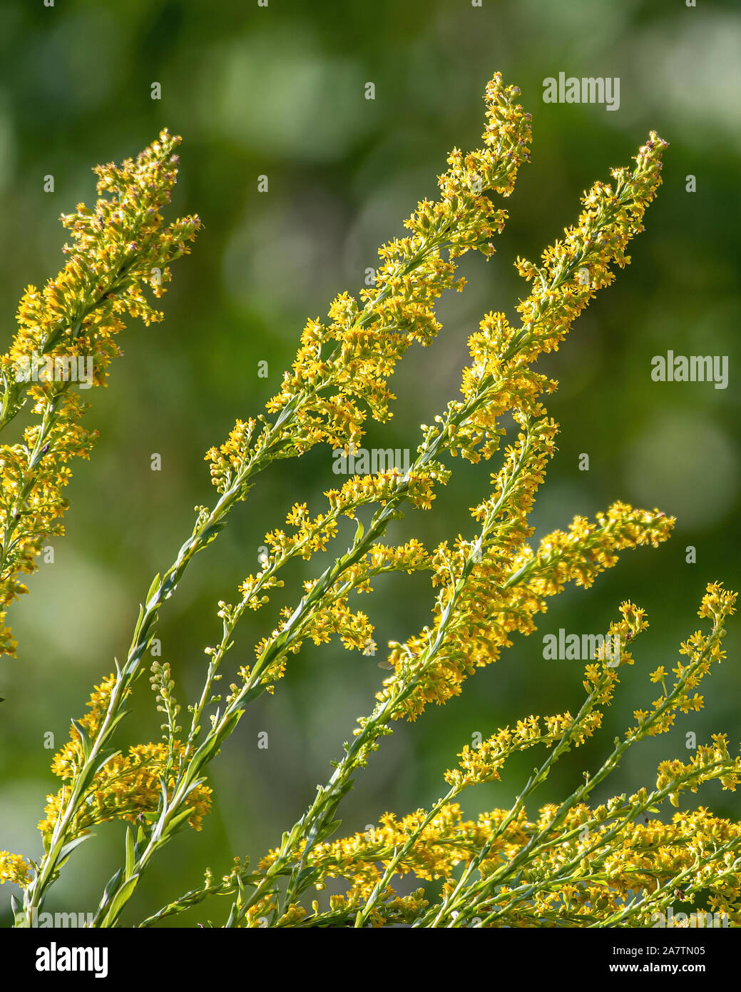 Große gelbe Gräser in Blüte - Florida Stockfoto