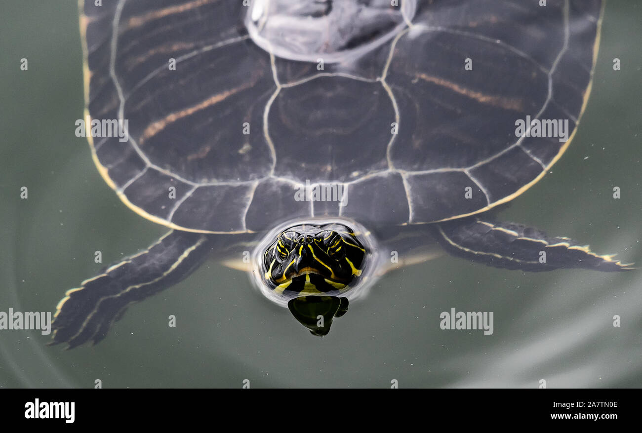 Rotwangen-schmuckschildkröte Schildkröten schwimmen in einem Teich im Zentrum von Florida Stockfoto