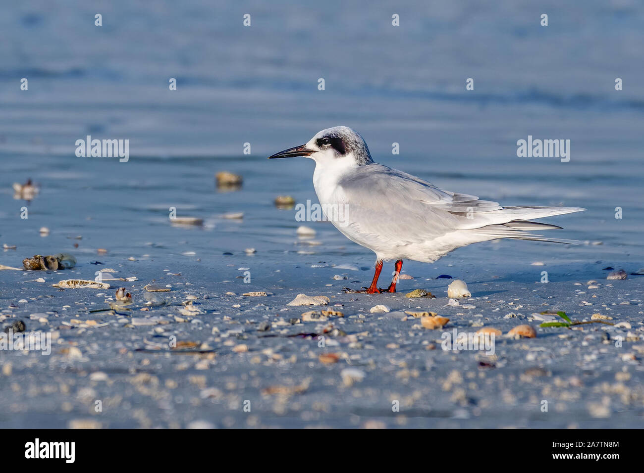 Weniger tern auf der Küste Stockfoto