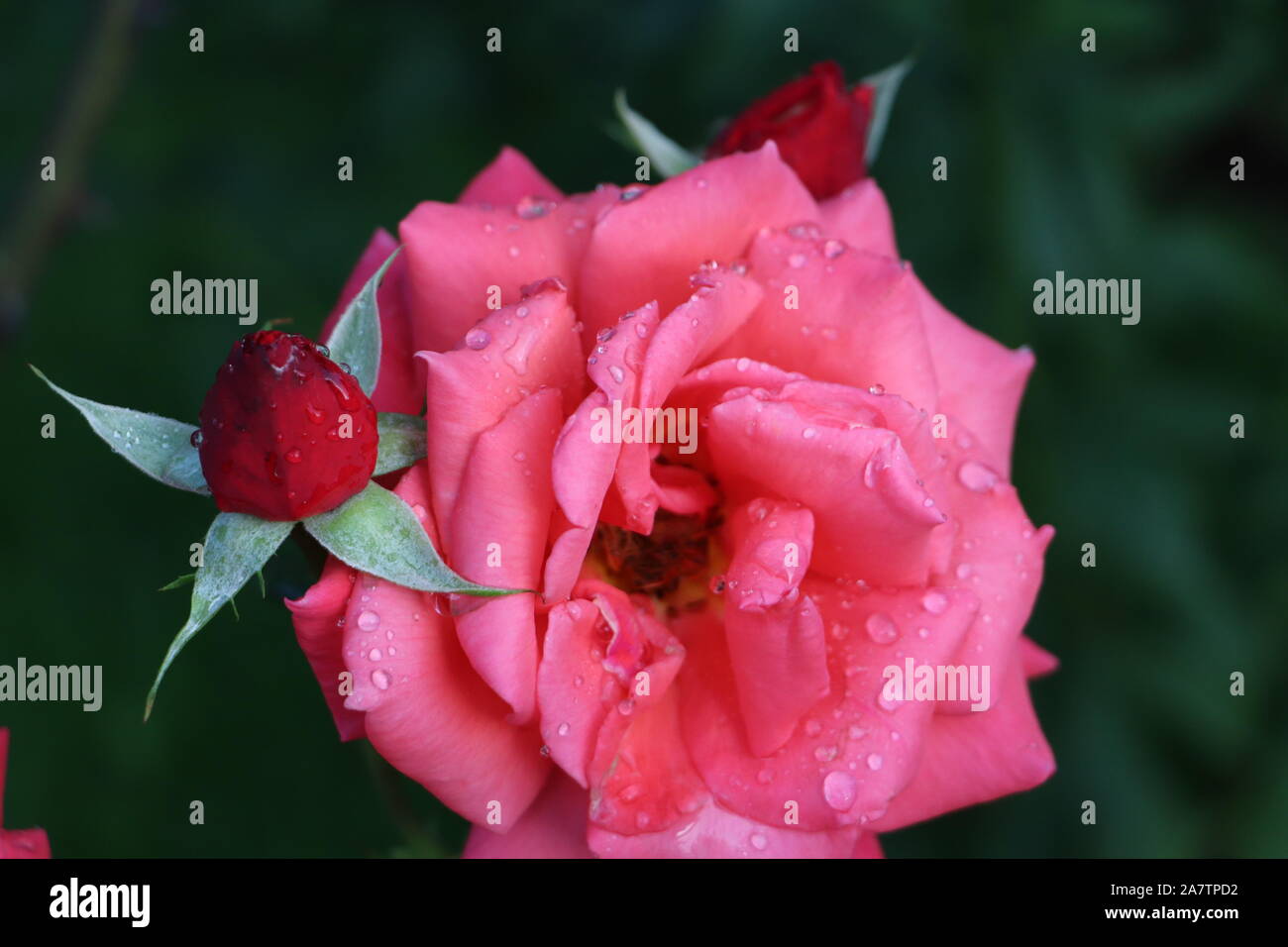 Zwei Knospen, die einen Regen fiel Rosa Stockfoto