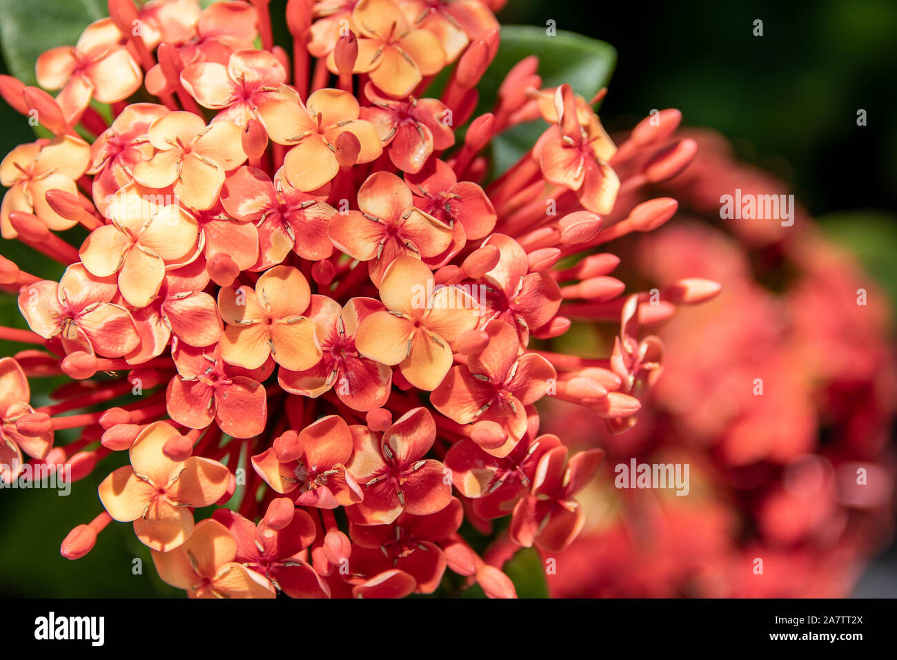 Rot-orange Ball der Blumen in Florida - ixora Stockfoto