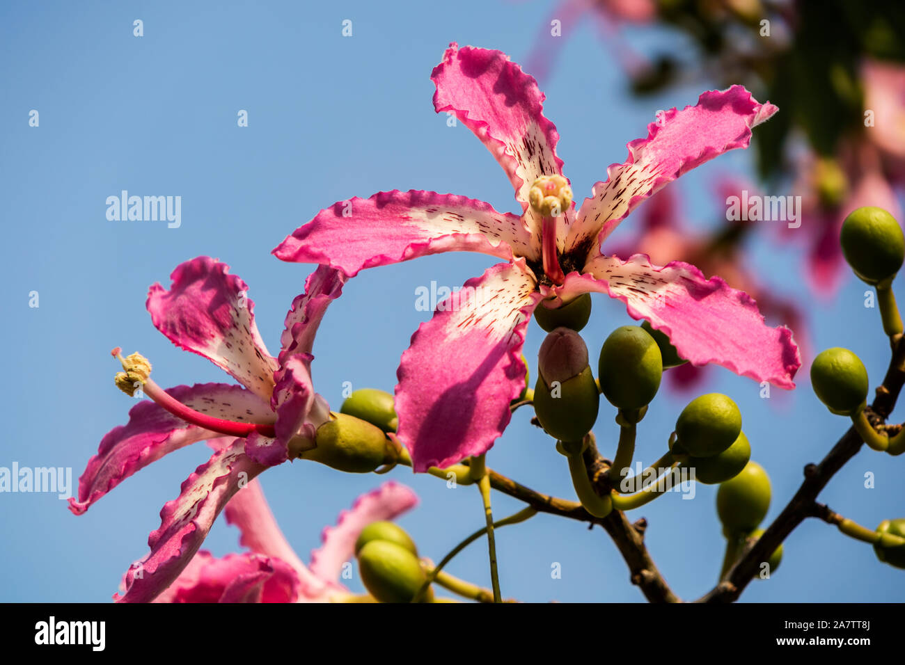 Rosa Blüten der Silk floss tree Ceiba speciosa, ehemals Chorisia speciosa. Stockfoto