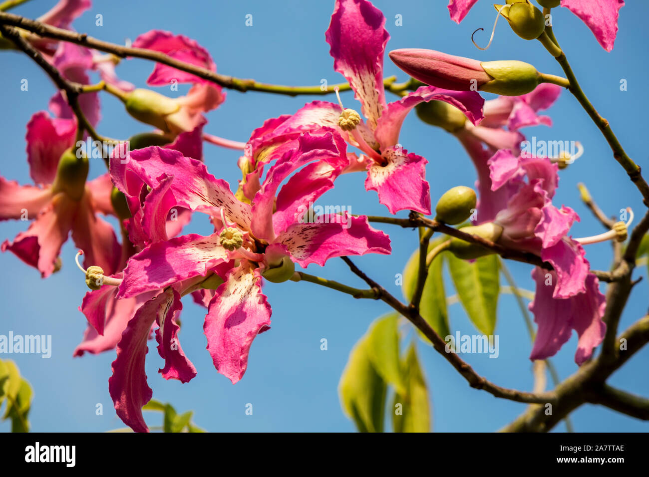 Rosa Blüten der Silk floss tree Ceiba speciosa, ehemals Chorisia speciosa. Stockfoto