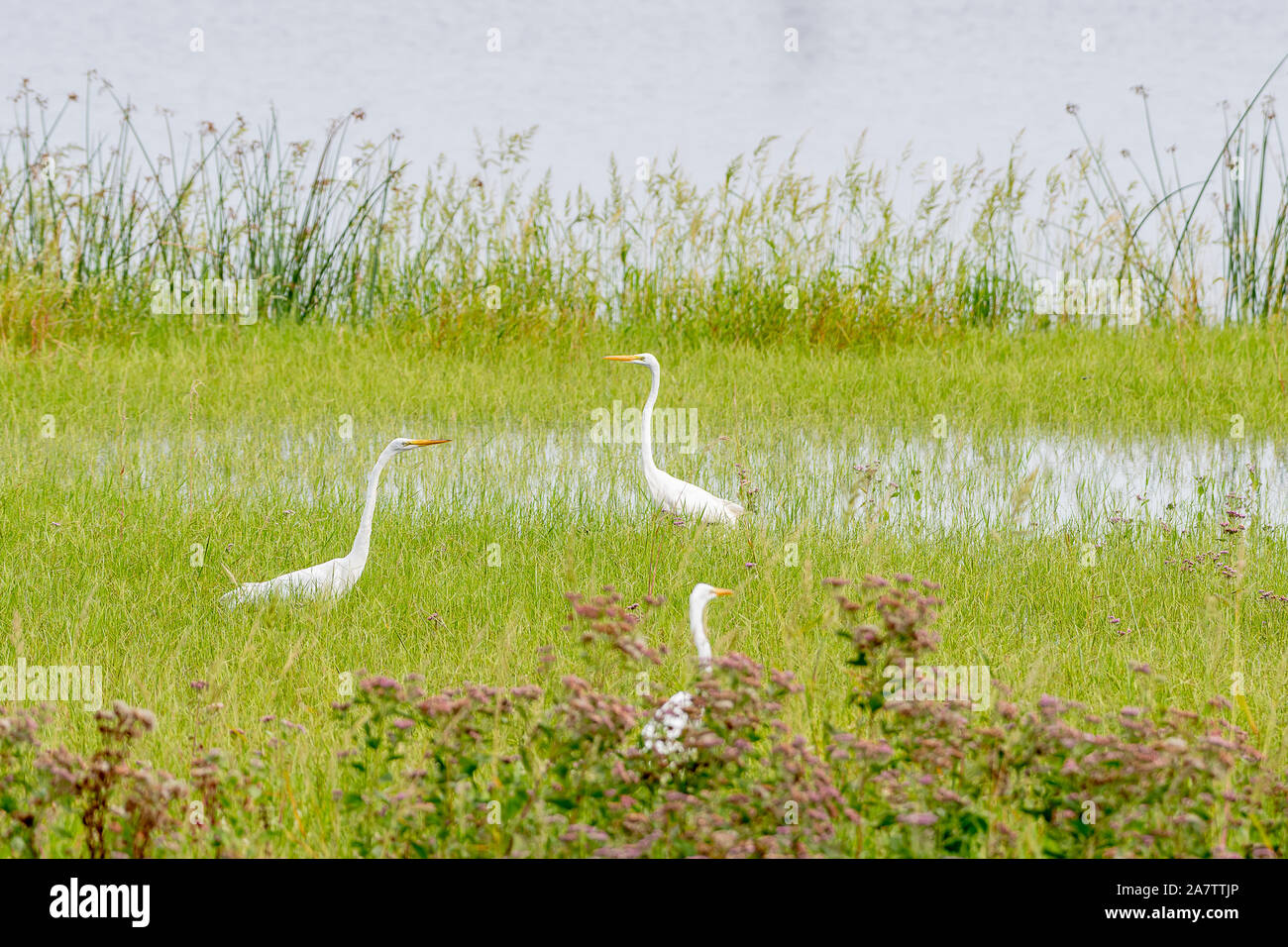 Große weiße Reiher in den Sumpf zu jagen versammelt für Lebensmittel Stockfoto