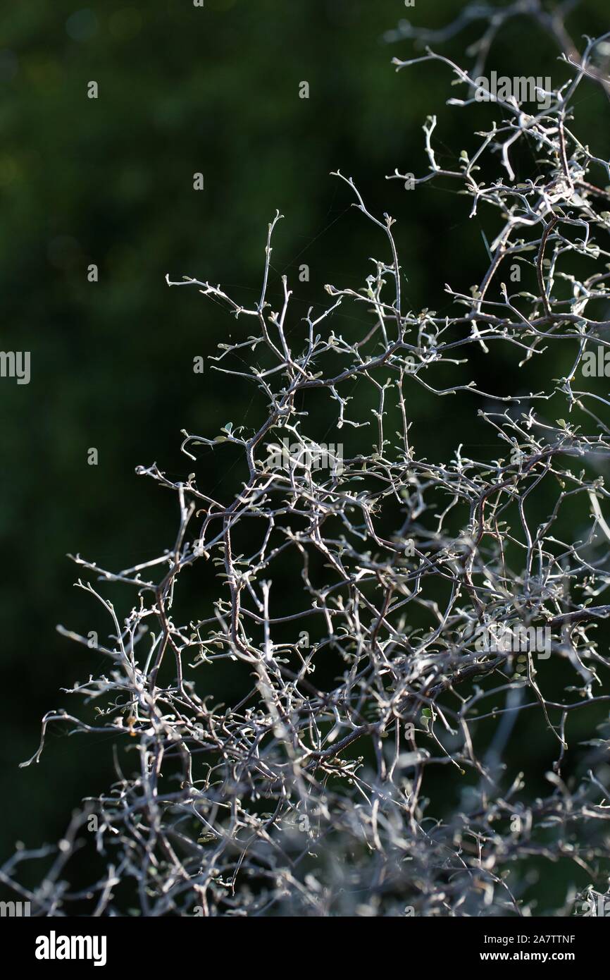 Corokia Cotoneaster - Maschendraht Bush. Stockfoto