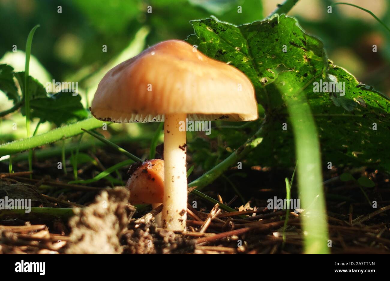 Marasmius oreades. Scotch Bonnet. Fairy ring Pilz Stockfoto