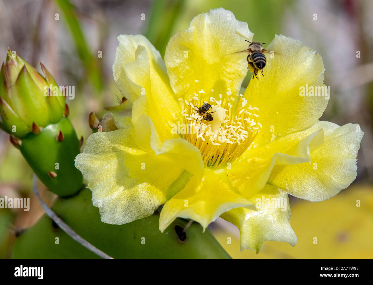 Devil's Zunge oder Feigenkaktus Kaktusblüte mit Bienen Stockfoto