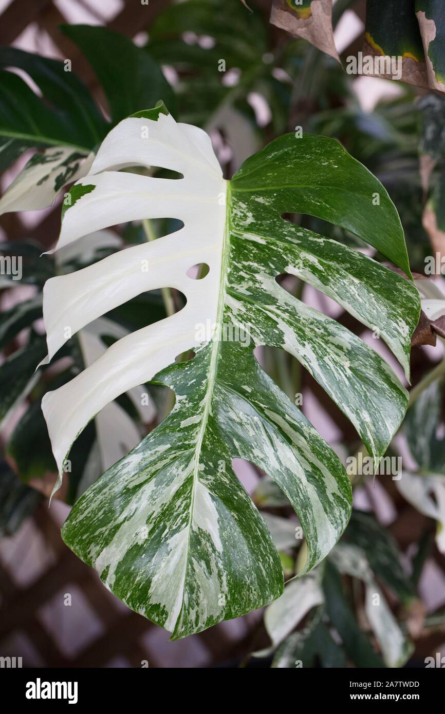 Bunte Monstera deliciosa Blatt, bis zu schlieen Stockfotografie - Alamy