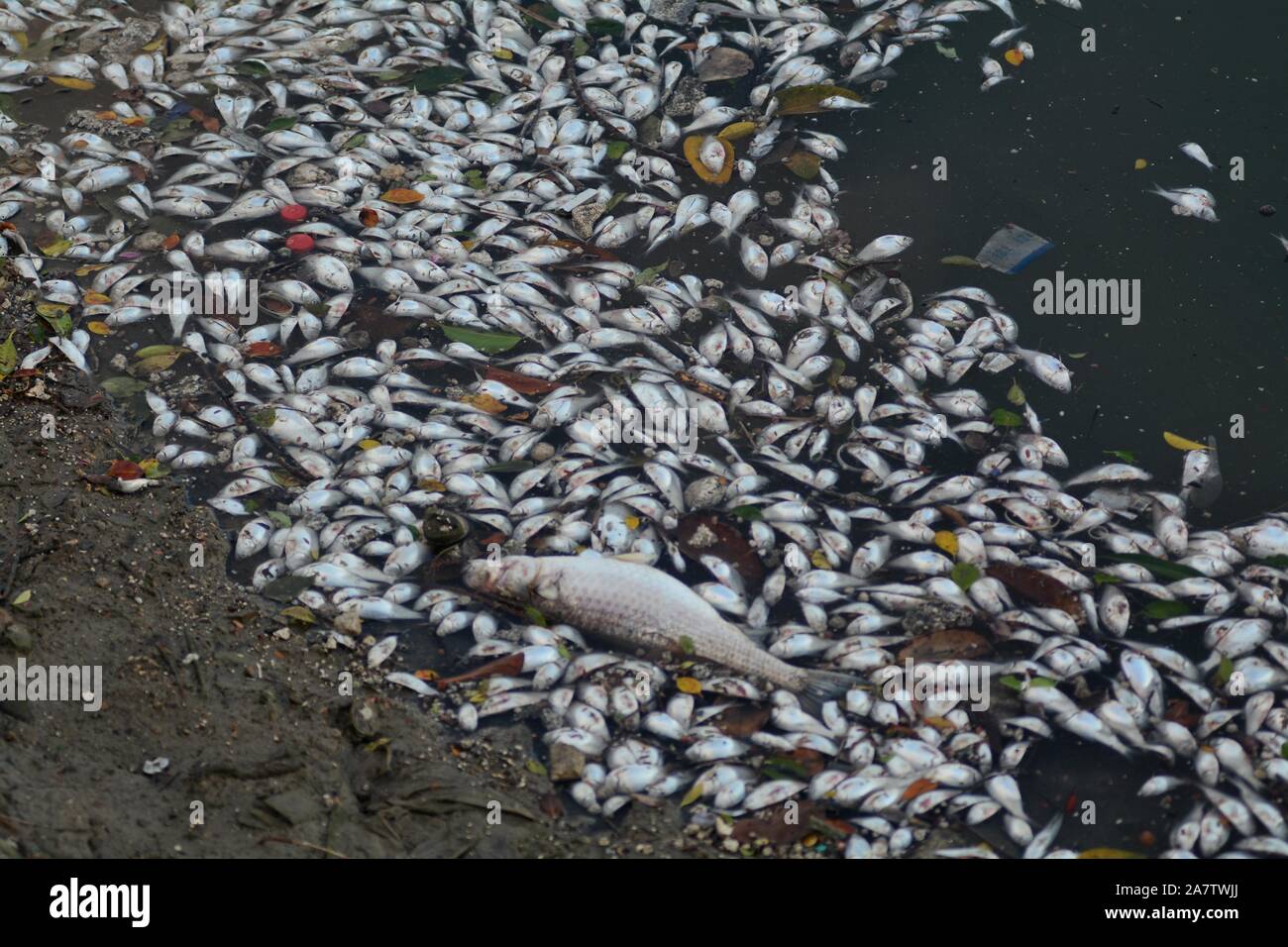 Tote Fische schwimmt auf einem Fluss nach dem Taifun Taifun Bailu, die 11 in diesem Jahr, in Xiamen Stadt im Südosten der chinesischen Provinz Fujian, 26 August 201 Stockfoto