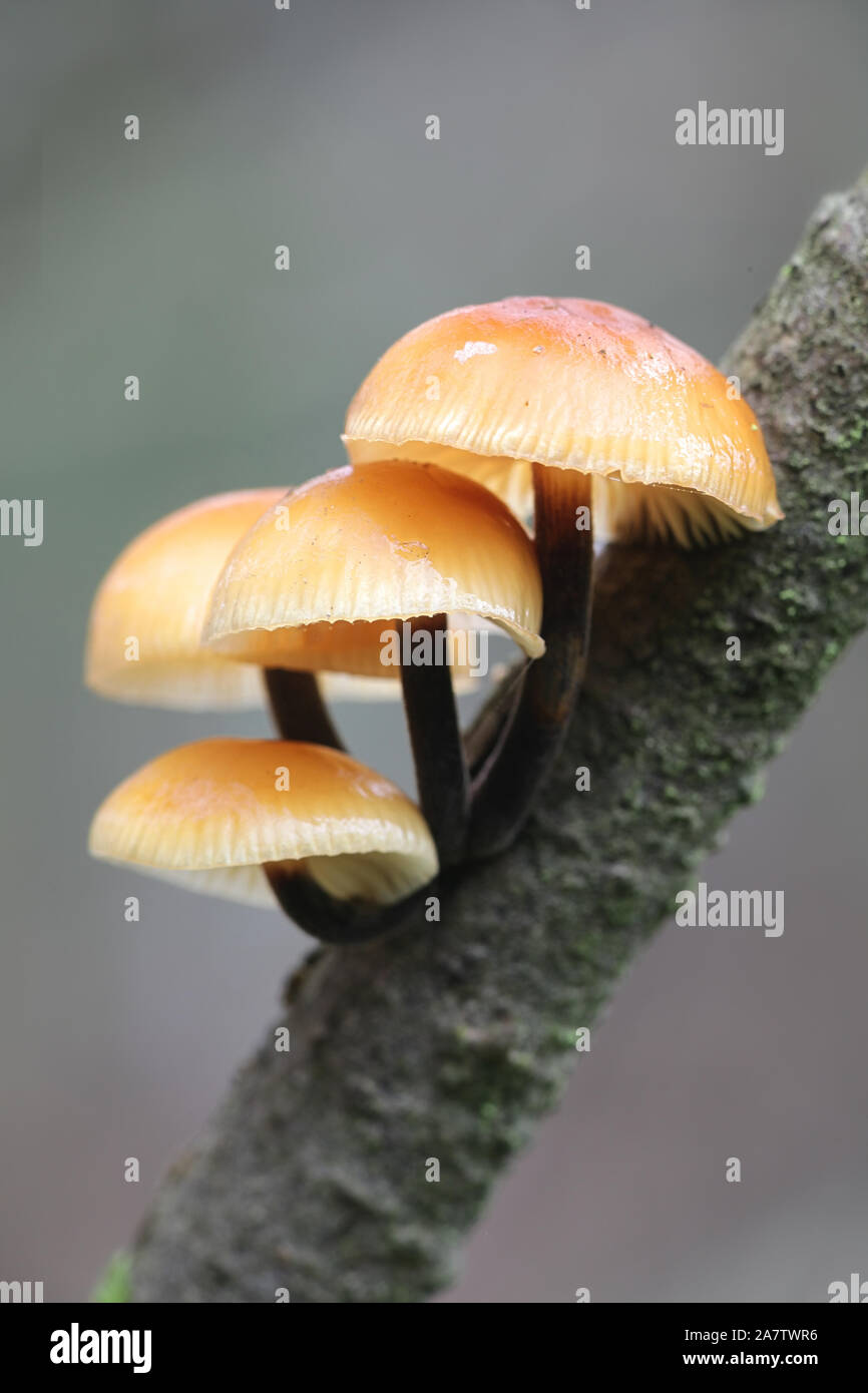 Flammulina velutipes, wie enokitake, futu, Meeresfrüchte pilze, pilz, Winter Winter Pilz, samt Fuß, samt Stengel, samt Schaft bekannt, wild wachsenden Stockfoto
