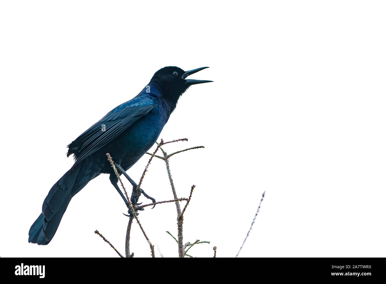 Boot tailed grackle Blau im Sonnenlicht Stockfoto