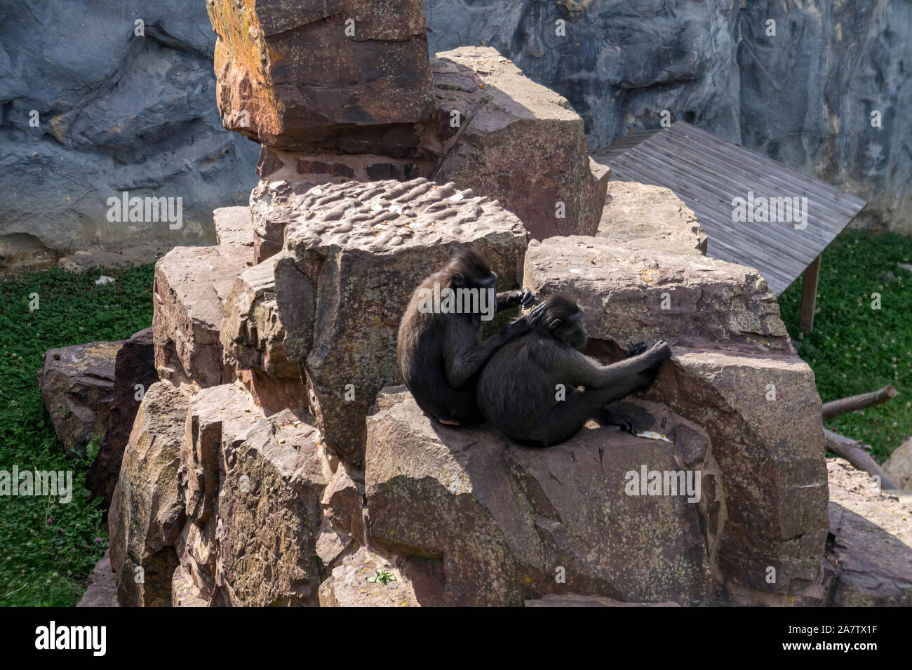 Paar crested schwarzen Makaken Seitenansicht Stockfoto