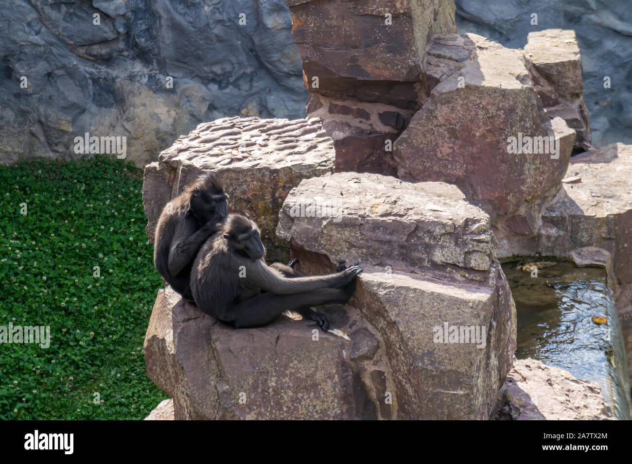 Paar crested schwarzen Makaken Stockfoto